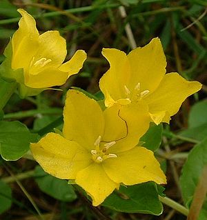 Lysimachia nummularia2.jpg