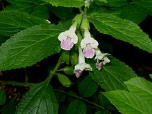 Le foglie (Melittis melissophyllum)