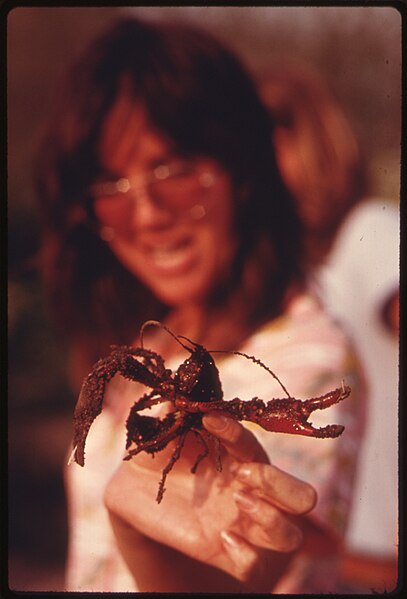 File:MARINE LIFE FROM UPPER NEWPORT BAY, NEAR NEWPORT BEACH, THE BAY, AN EXCELLENT EXAMPLE OF A BIRD REFUGE, WAS SCHEDULED... - NARA - 557443.jpg