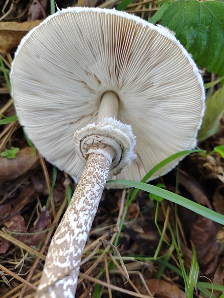 File:Macrolepiota procera 162287324.jpg