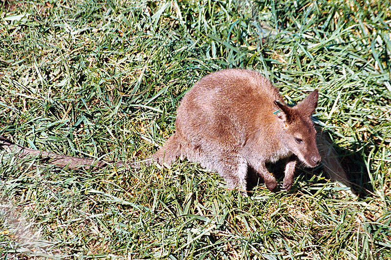 File:Macropodidae 20.JPG