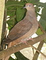 Macropygia phasianella (Brown Cuckoo-dove)-6.jpg
