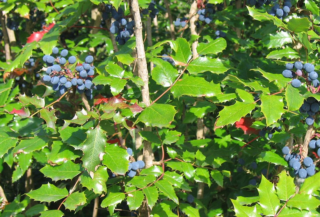 Mahonia aquifolium