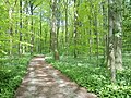Riis Skov Forest