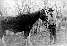 Malacara horse and John Daniel Evans (1906) retouched.jpg