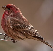 A male House Finch in the early morning light Male-House-Finch-at-Bird-Feeder.jpg