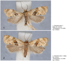 Male vs. female P. udana. Male and female Phalonidia udana.png