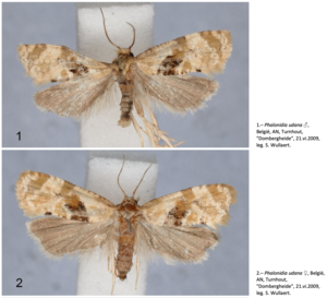 Two images of ''Phalonidia udana'' are depicted; the higher image depicts a male, while the lower image depicts a female. There is text next to both images. The male text says: 1.– Phalonidia udana ♂, België, AN, Turnhout, "Dombergheide", 21.vi.2009, leg. S. Wullaert. The female text says: 2.– Phalonidia udana ♀, België, AN, Turnhout, "Dombergheide", 21.vi.2009, leg. S. Wullaert.