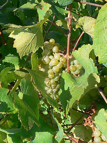 Malvasia grapes, one of the most popular varieties in Medieval Serbia