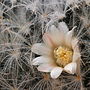 Thumbnail for Mammillaria plumosa