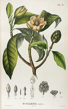 Description de l'image Manglietia glauca from Blume Flora Javae.jpg.