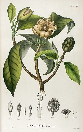 <i>Magnolia sumatrana <span style="font-style:normal;">var.</span> glauca</i> Variety of flowering plant