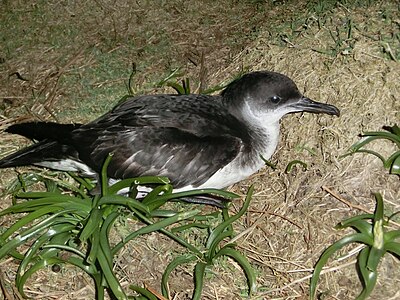 Foto van een Noordse Pijlstormvogel