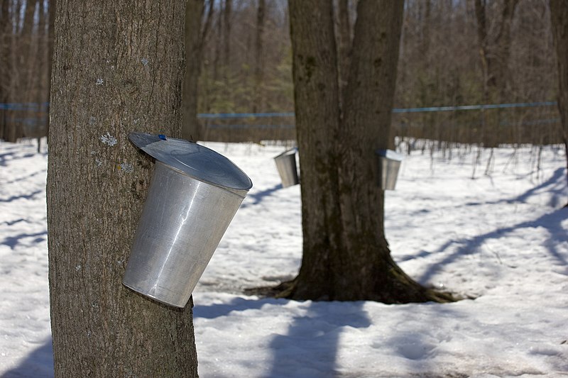 File:Maple Sap Water Pails (13790265364).jpg