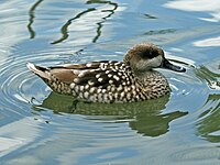 Duck, Marbled Marmaronetta angustirostris