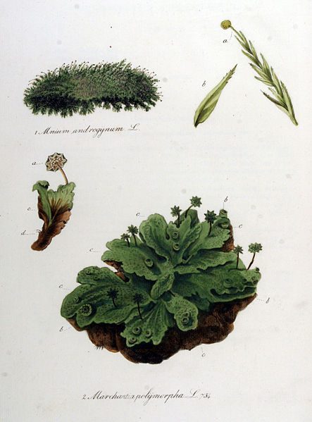 File:Marchantia polymorpha — Flora Batava — Volume v10.jpg