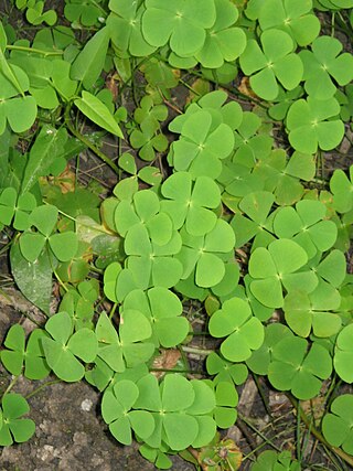 <i>Marsilea crenata</i> Species of fern found in Southeast Asia