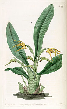 Maxillaria lindleyana (به عنوان Maxillaria crocea) - Edwards vol 21 pl 1799 (1836) .jpg