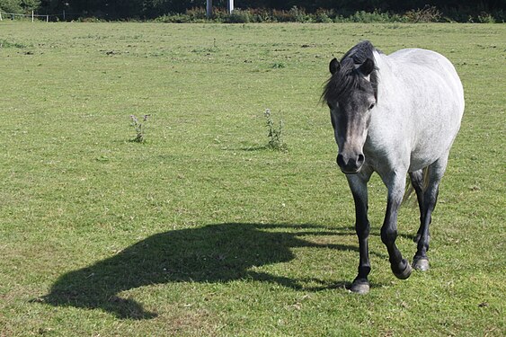 Me and my shadow - Horse thoughts from Leicestershire