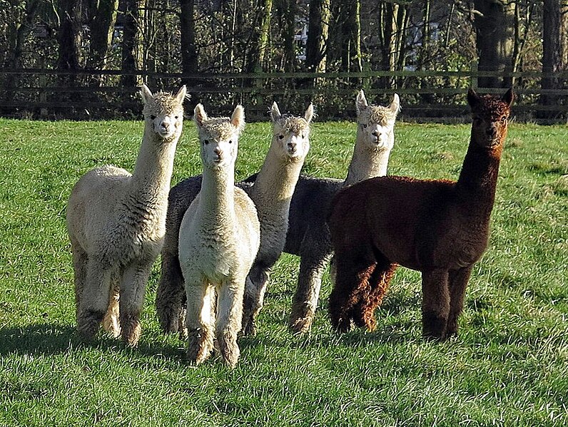 File:Meeting alpacas at Turpin's Hill - geograph.org.uk - 5603015.jpg