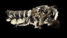 Female M. pruina Megachile pruina, f, charlotte county, fl, side 2016-08-24-13.44 (28628798874).jpg