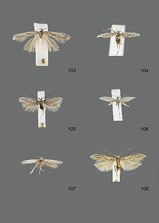 <i>Megacraspedus multispinella</i> Species of moth