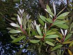 Melaleuca quinquenervia (leaves).JPG