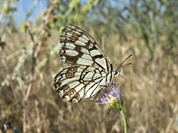 Melanargia ines M 2.jpg