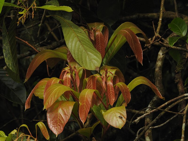 File:Meliosma simplicifolia DSCN5894.JPG