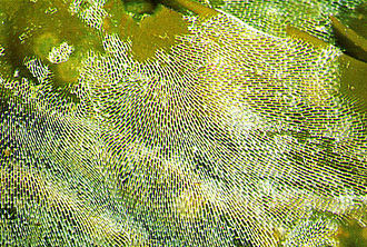 Sea-mat Membranipora membranacea.jpg