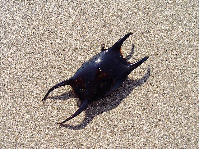 Mermaid's Purse: The Egg Case Of A Lesser Spotted Dogfish Scyliorhinus  canicula At New Brighton, The Wirral, Merseyside, UK Stock Photo - Alamy