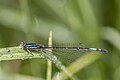 * Nomination Mesamphiagrion laterale mature female --Charlesjsharp 08:59, 15 October 2023 (UTC) * Promotion  Support Good quality. --Pdanese 13:05, 15 October 2023 (UTC)