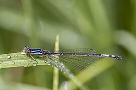 Mesamphiagrion laterale female