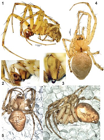 Metellina orientalis