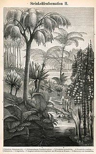 <span class="mw-page-title-main">Coal forest</span> Land type during the late Carboniferous and Permian times