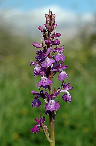 <i>Anacamptis palustris</i> Species of flowering plant