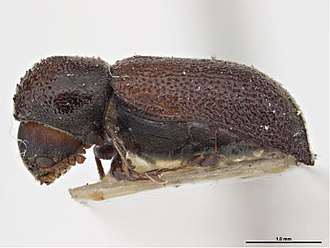 Micrapate dinoderoides1.jpg