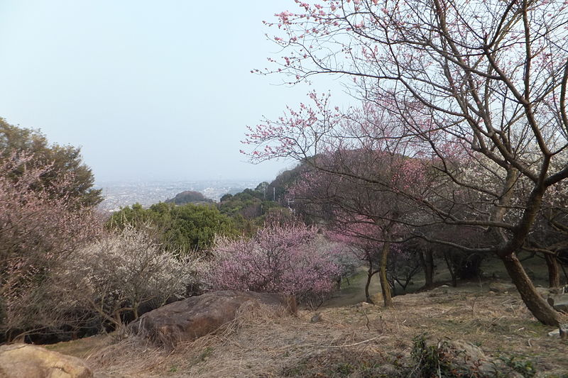 File:Mitsu Nature park in 2014-3-16 No,48.JPG