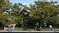 Santuario Miyazaki Jingu