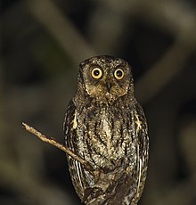 Молукканская Scops Owl.jpg