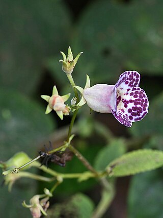<i>Monopyle paniculata</i> Species of flowering plant