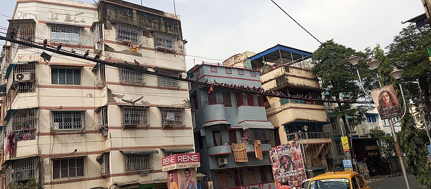 Meeting of pigeons in Kolkata