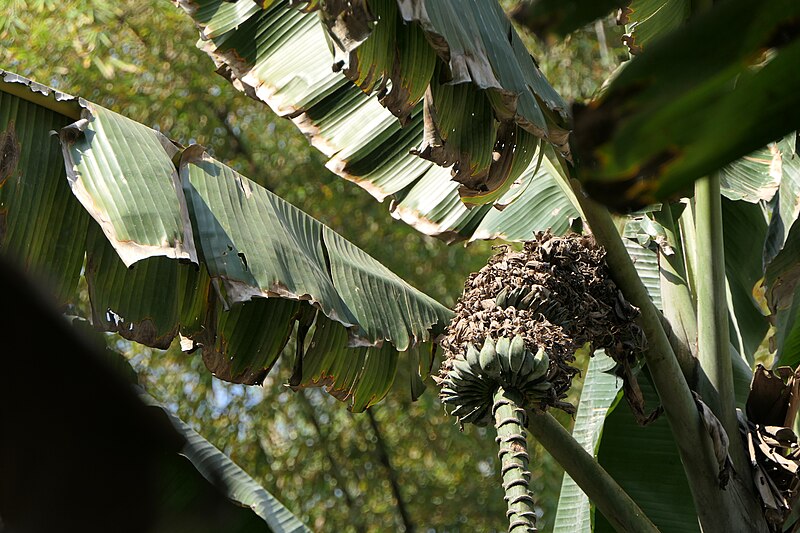 File:Musa balbisiana Colla (51951497451).jpg