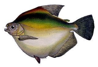 <span class="mw-page-title-main">Mylossoma duriventris</span> Species of fish