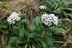 Myosotis rakiura 5831378.jpg