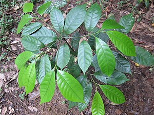 Myristica Fragrans - ജാതിതൈ.JPG