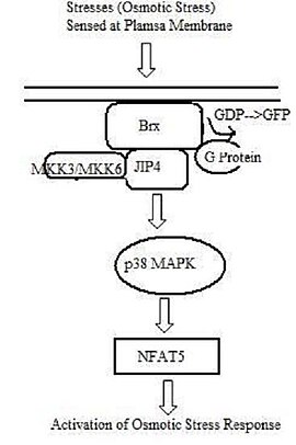 Pathway of NFAT5-Mediated Osmotic Response Activation. Upon an osmotic stress signal, Brx, localized at the cell membrane, is activated and recruits JIP4, a p38 MAPK-specific scaffold protein. JIP4 binds to downstream kinases, MKK3 and MKK6, and activates p38 MAPK. p38 MAPK is necessary for naft5 expression. NFAT5 Osmotic Response Activation Pathway3.jpg