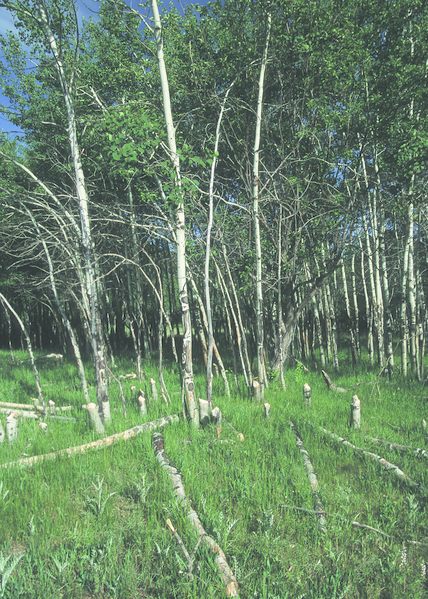 File:NRCSCO01036 - Colorado (1459)(NRCS Photo Gallery).tif