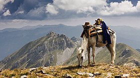 Cheval de montagne de Macédoine du Nord de robe grise, bâté.