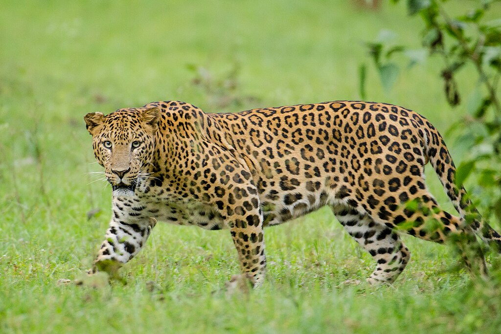 "Nagarhole Kabini Karnataka India, Leopard September 2013" by Srikaanth Sekar - Flickr: Leopard. Licensed under CC BY-SA 2.0 via Wikimedia Commons - https://commons.wikimedia.org/wiki/File:Nagarhole_Kabini_Karnataka_India,_Leopard_September_2013.jpg#/media/File:Nagarhole_Kabini_Karnataka_India,_Leopard_September_2013.jpg